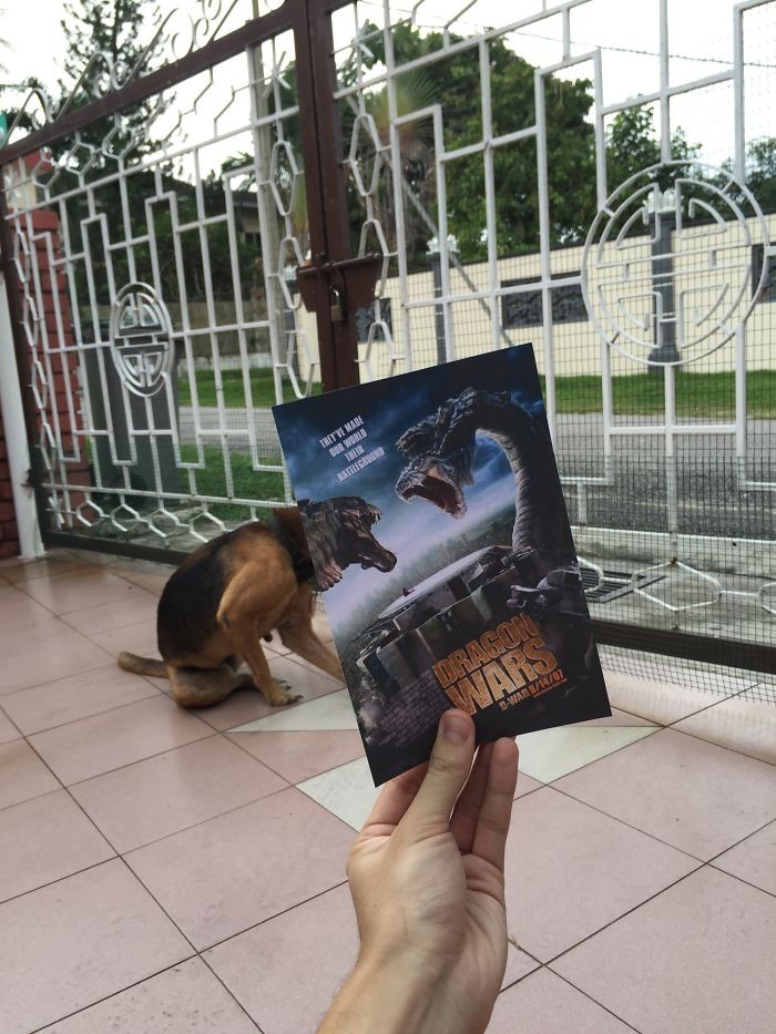 Những màn kết hợp ‘bá đạo’ giữa chó và… poster phim ảnh 6