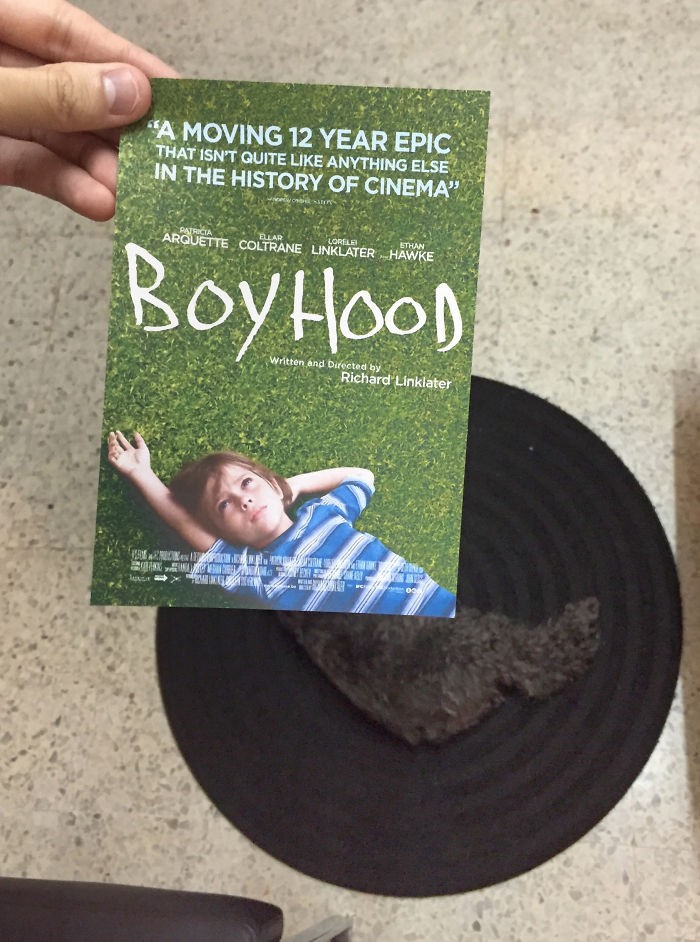 Những màn kết hợp ‘bá đạo’ giữa chó và… poster phim ảnh 9