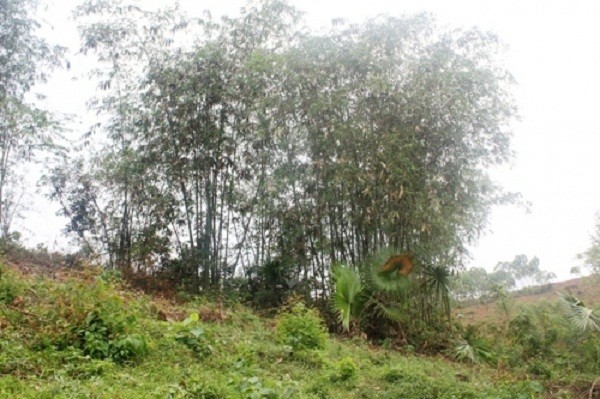 Dụ bé 6 tuổi nhổ tóc bạc trong bụi rậm rồi giờ trò đồi bại ảnh 1