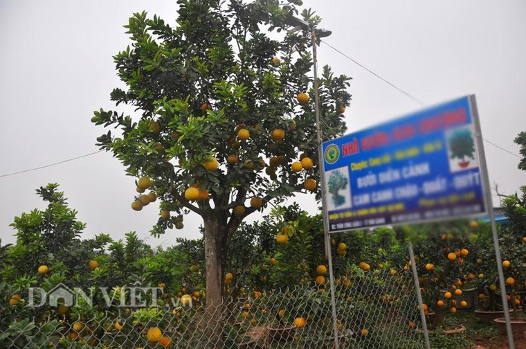 Nhà vườn tiếc nuối khi bán cây bưởi cổ thụ 5 mét chỉ 50 triệu đồng ảnh 1