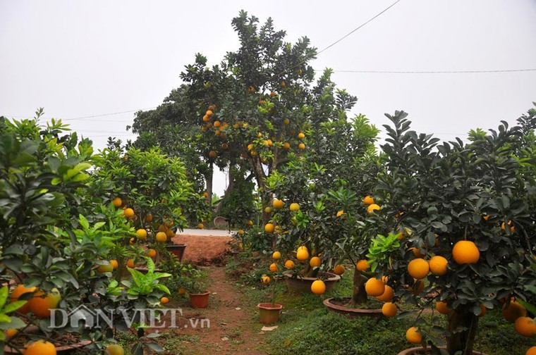 Nhà vườn tiếc nuối khi bán cây bưởi cổ thụ 5 mét chỉ 50 triệu đồng ảnh 2