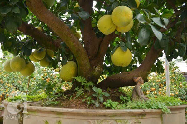 Nhà vườn tiếc nuối khi bán cây bưởi cổ thụ 5 mét chỉ 50 triệu đồng ảnh 4