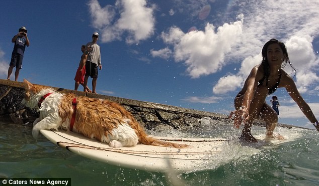 Gặp Kuli – chú mèo một mắt lướt sóng cực thuần thục tại Hawaii ảnh 5