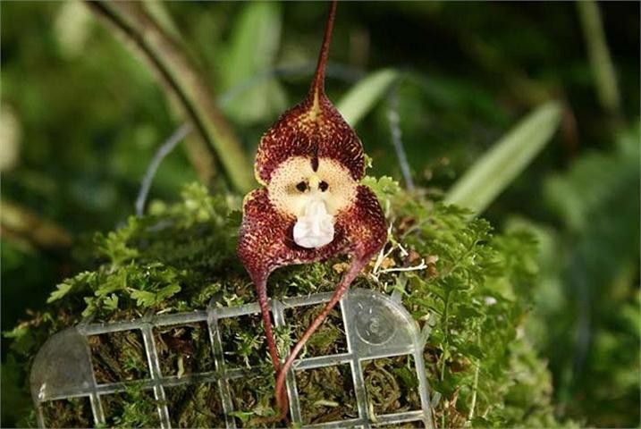 Thích thú ngắm loài hoa lan hiếm có khuôn mặt cực giống khỉ ảnh 3