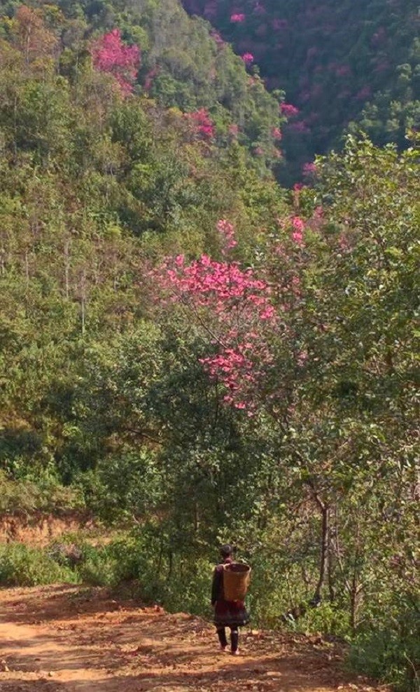  Rực rỡ mùa hoa Tớ Dày trên thung lũng La Pán Tẩn ảnh 4