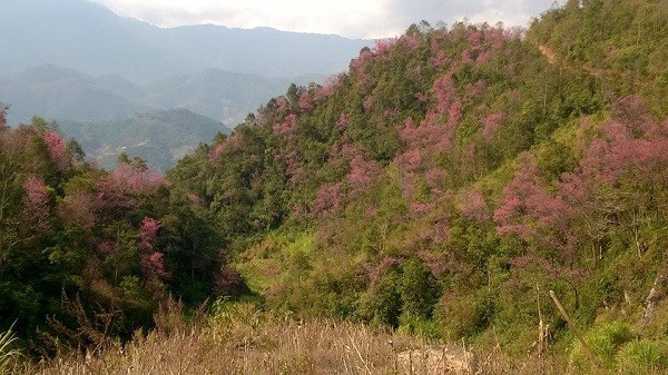  Rực rỡ mùa hoa Tớ Dày trên thung lũng La Pán Tẩn ảnh 2