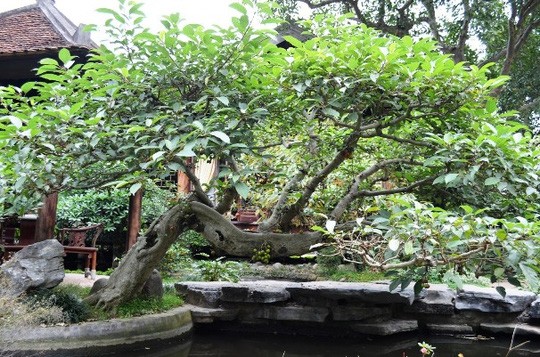 Sững sờ trước 'biệt phủ' triệu đô giữa lòng Hà Nội ảnh 7