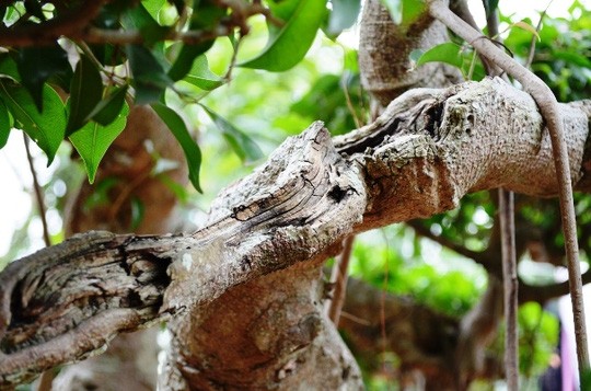 Sững sờ trước 'biệt phủ' triệu đô giữa lòng Hà Nội ảnh 12