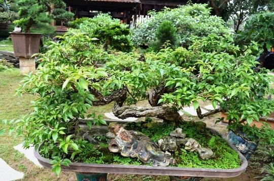 Sững sờ trước 'biệt phủ' triệu đô giữa lòng Hà Nội ảnh 14