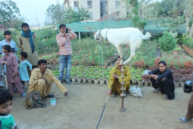 Kỳ lạ chú dê có biệt tài làm xiếc như khỉ ảnh 3