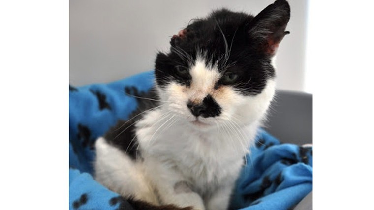 Chú mèo sống sót thần kỳ dù bị mất nửa đầu ảnh 1