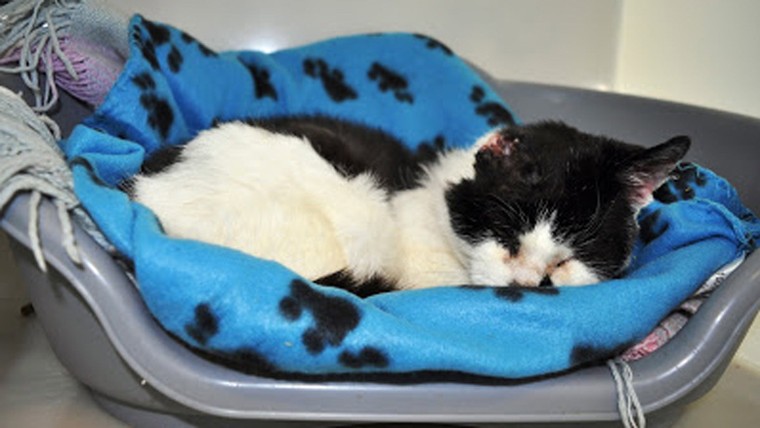 Chú mèo sống sót thần kỳ dù bị mất nửa đầu ảnh 2