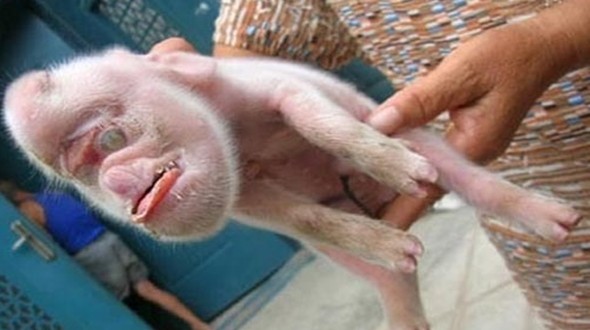 Kỳ lạ con lợn ‘mọc’ tinh hoàn trên đầu, thế chỗ đôi mắt ảnh 3