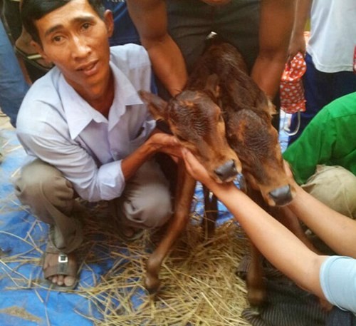 Con bê có hai đầu ở Quảng Nam khiến cả làng sửng sốt ảnh 3