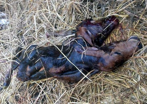 Con bê có hai đầu ở Quảng Nam khiến cả làng sửng sốt ảnh 1