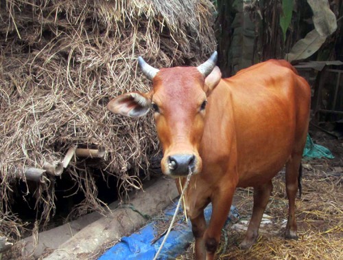 Con bê có hai đầu ở Quảng Nam khiến cả làng sửng sốt ảnh 2