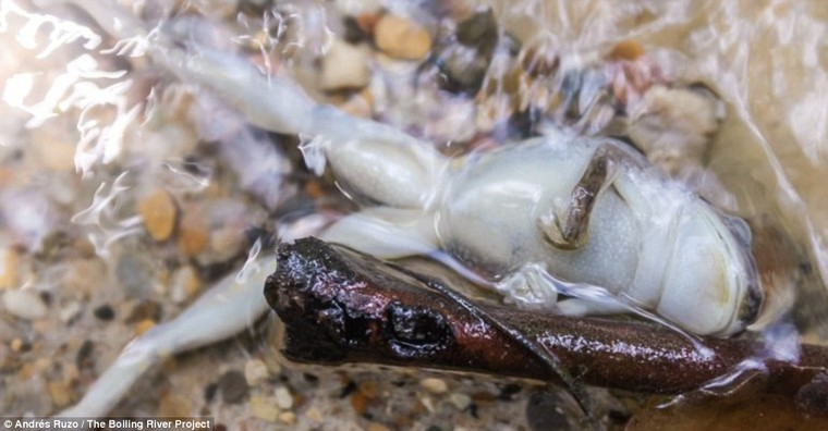 Kỳ lạ dòng sông quanh năm sôi sục giữa rừng Amazon ảnh 7