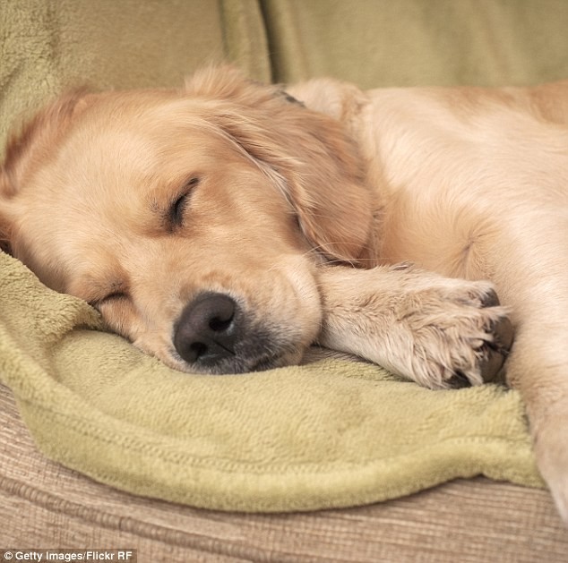 Khoa học kết luận: Chó cũng ngủ mơ như con người ảnh 1