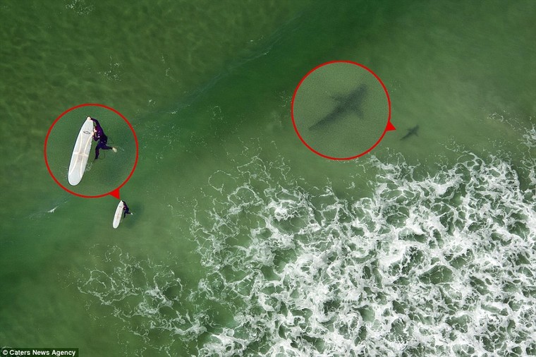 Đứng tim giây phút 5 con cá mập dàn trận ‘vây hãm’ một cô gái ảnh 2