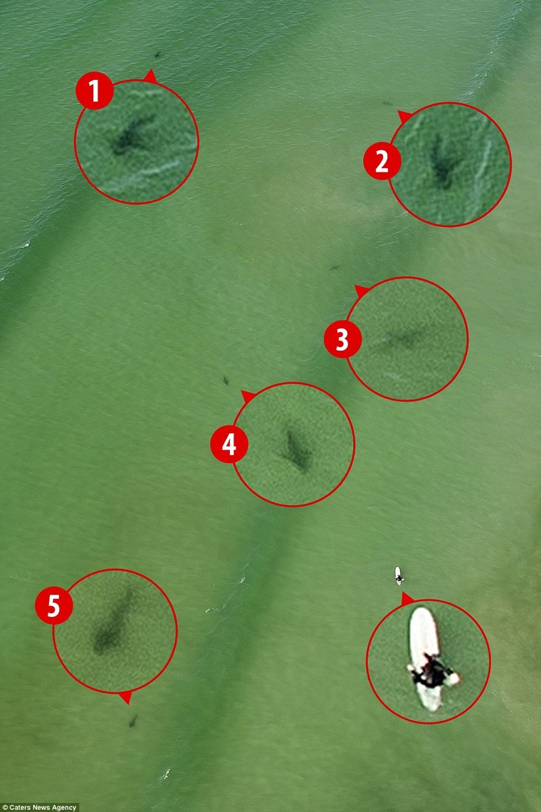 Đứng tim giây phút 5 con cá mập dàn trận ‘vây hãm’ một cô gái ảnh 4