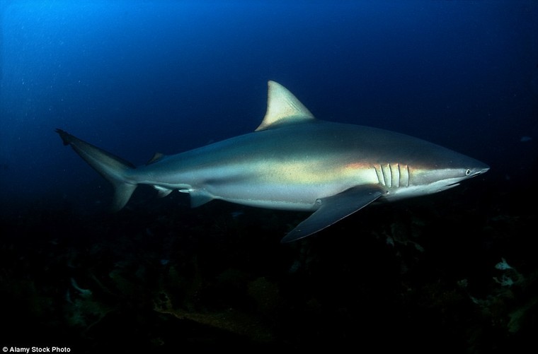 Đứng tim giây phút 5 con cá mập dàn trận ‘vây hãm’ một cô gái ảnh 5