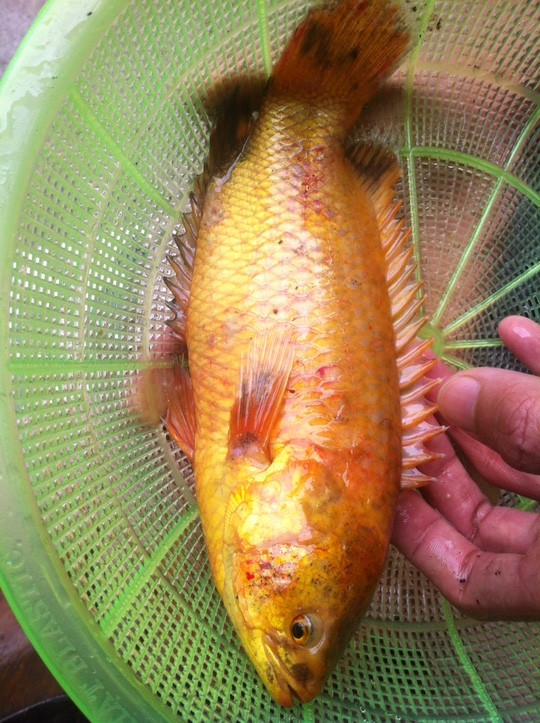 Sự thật về con cá rô đồng quý được trả giá 10 triệu ảnh 1