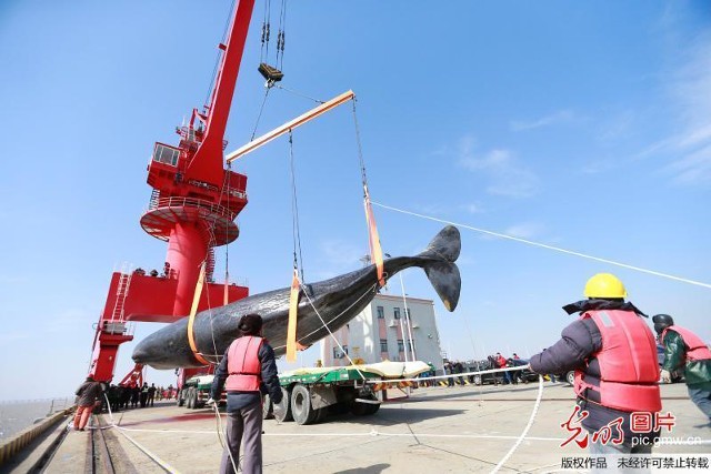 2 cá voi to như tàu ngầm dạt vào bờ biển Trung Quốc ảnh 5