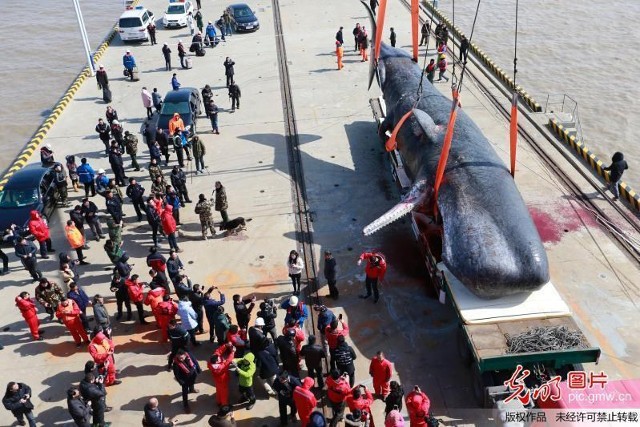 2 cá voi to như tàu ngầm dạt vào bờ biển Trung Quốc ảnh 6