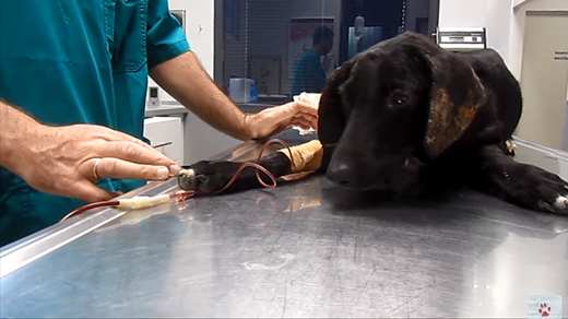 Nghị lực của con chó đáng thương bị hàng ngàn con ve hút máu ảnh 2