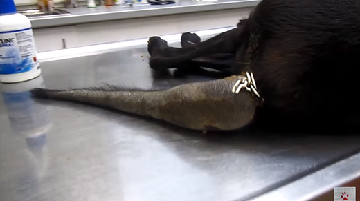 Nghị lực của con chó đáng thương bị hàng ngàn con ve hút máu ảnh 3