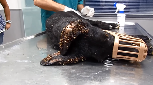 Nghị lực của con chó đáng thương bị hàng ngàn con ve hút máu ảnh 1