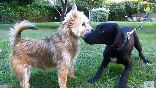 Nghị lực của con chó đáng thương bị hàng ngàn con ve hút máu ảnh 5