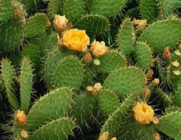 Công dụng của cây xương rồng không phải ai cũng biết ảnh 1