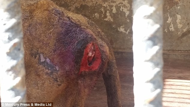 Kinh hoàng mãnh thú lao vào ăn thịt nhau ở sở thú Yemen ảnh 2