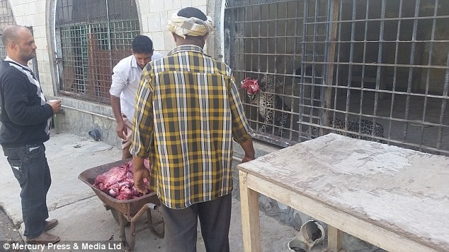 Kinh hoàng mãnh thú lao vào ăn thịt nhau ở sở thú Yemen ảnh 3