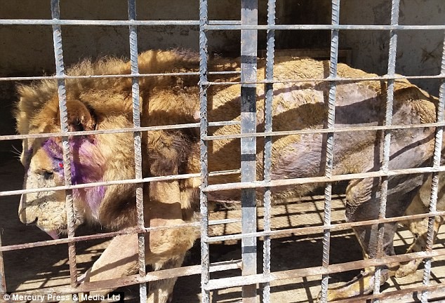 Kinh hoàng mãnh thú lao vào ăn thịt nhau ở sở thú Yemen ảnh 1