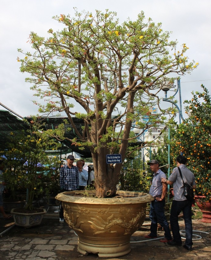 Cận cảnh cây mai cổ thụ 100 tuổi giá 2 tỷ ở Đà Nẵng ảnh 1