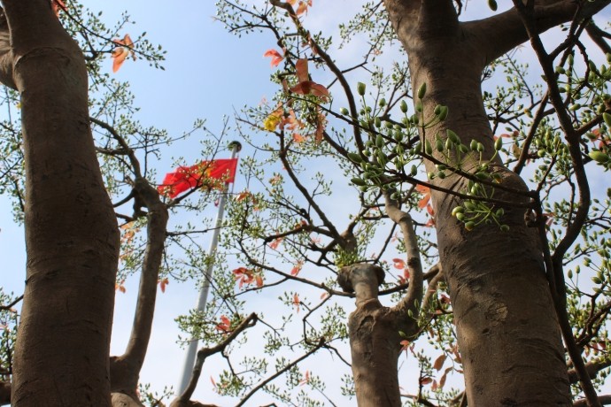 Cận cảnh cây mai cổ thụ 100 tuổi giá 2 tỷ ở Đà Nẵng ảnh 3