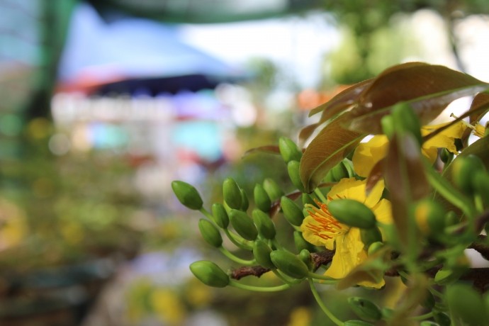 Cận cảnh cây mai cổ thụ 100 tuổi giá 2 tỷ ở Đà Nẵng ảnh 4