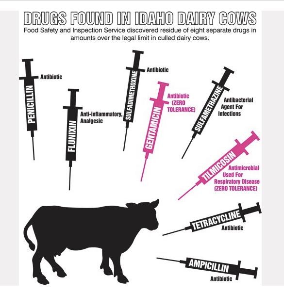 BS Harvard: Muốn không loãng xương, ngừng uống sữa! ảnh 3