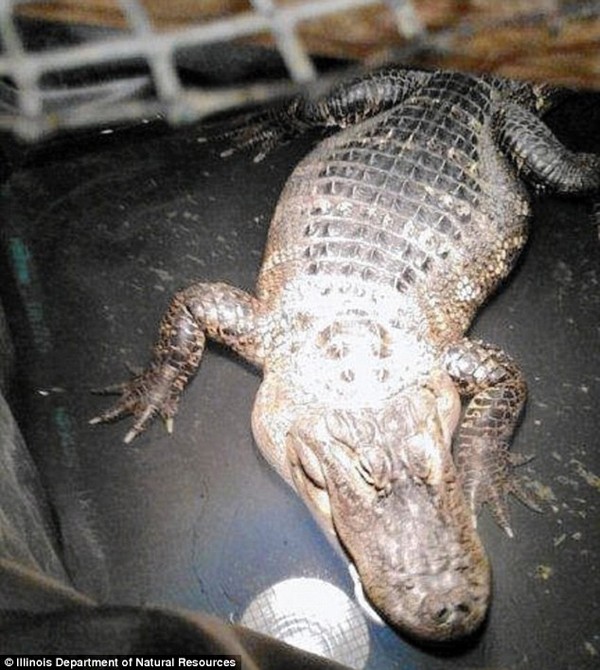 Người đàn ông bí mật nuôi cá sấu làm thú cưng suốt 26 năm ảnh 1