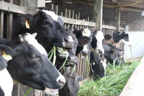 Việc ông Thăng yêu cầu hỗ trợ nông dân Củ Chi, Vinamilk lên tiếng ảnh 2