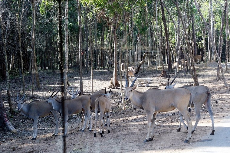 Vingroup phản bác tin đồn hàng ngàn thú chết và bỏ trốn ảnh 3