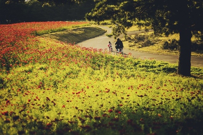 Vẻ đẹp thiên đường hoa ở công viên Hitachi Seaside Nhật Bản ảnh 1