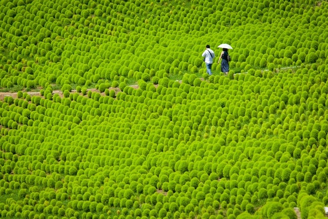 Vẻ đẹp thiên đường hoa ở công viên Hitachi Seaside Nhật Bản ảnh 5