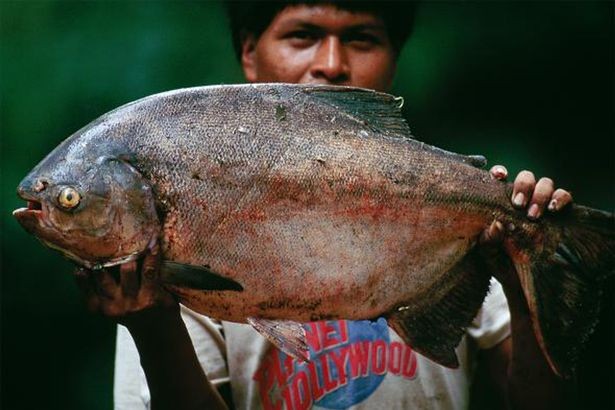 Loài cá có hàm răng ‘khủng’, chỉ thích cắn tinh hoàn đàn ông ảnh 2