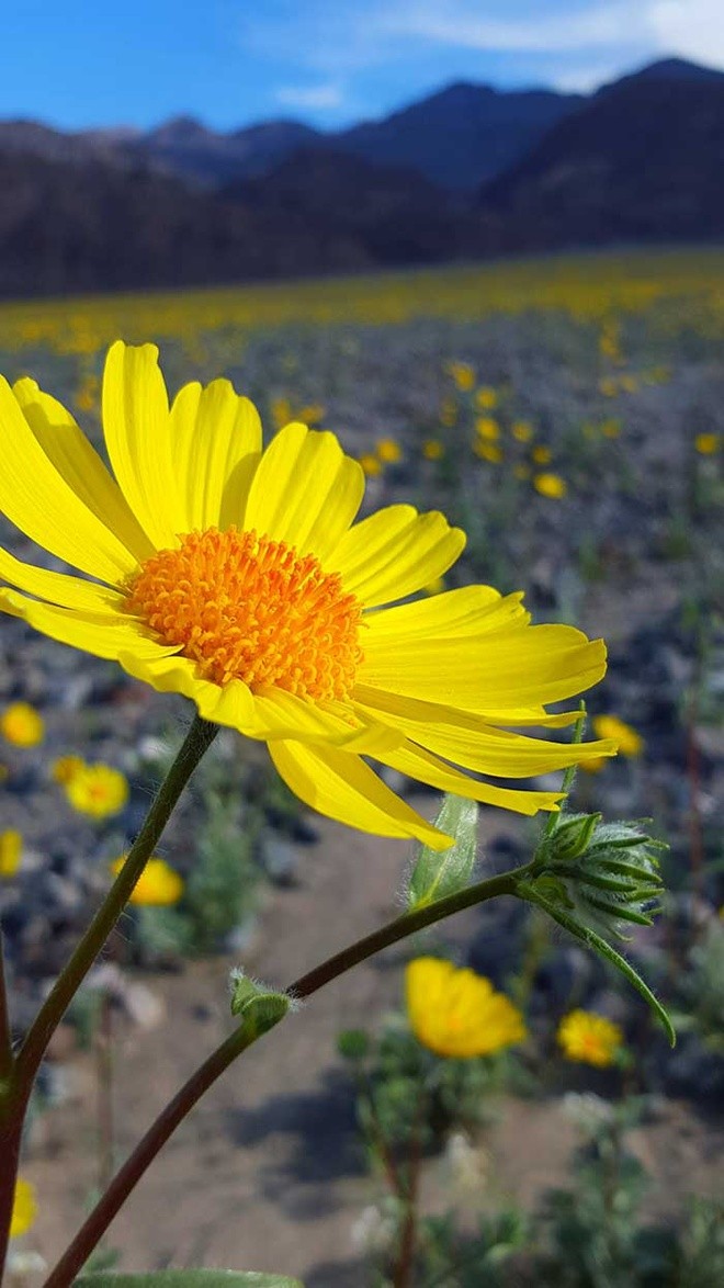 Ngỡ ngàng trước 'biển hoa vàng' rực rỡ nơi 'Thung lũng chết' ảnh 5