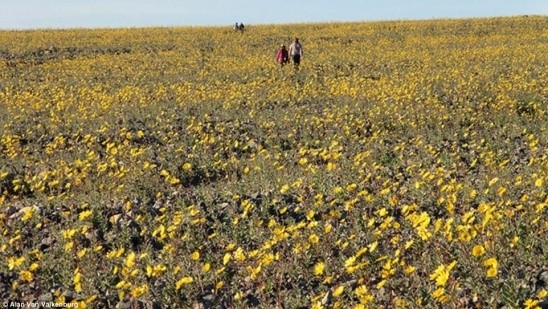 Ngỡ ngàng trước 'biển hoa vàng' rực rỡ nơi 'Thung lũng chết' ảnh 8