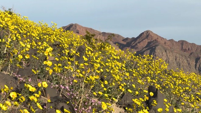 Ngỡ ngàng trước 'biển hoa vàng' rực rỡ nơi 'Thung lũng chết' ảnh 4