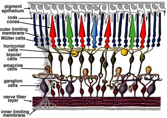 DNA của tảo có thể giúp người khiếm thị thấy được ánh sáng ảnh 2